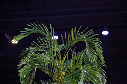 xeq8i